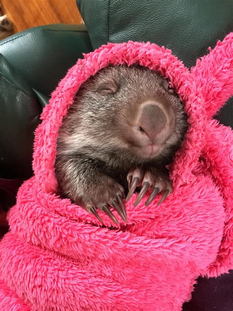 Happy sleeping baby Wombat. : r/babyanimals