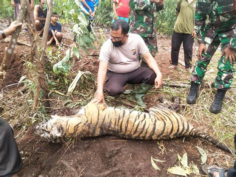 Konservasi Berduka Harimau Sumatera Ditemukan Mati Terjerat Di