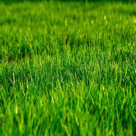 Lawn Grass Turf Grass Seeds Buy Seeds Online At Best Price In India