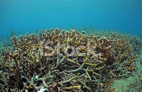 Staghorn Coral Reef IN Atlantic Ocean stock photos - FreeImages.com