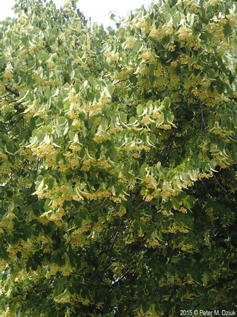 Tilia Americana American Basswood Minnesota Wildflowers