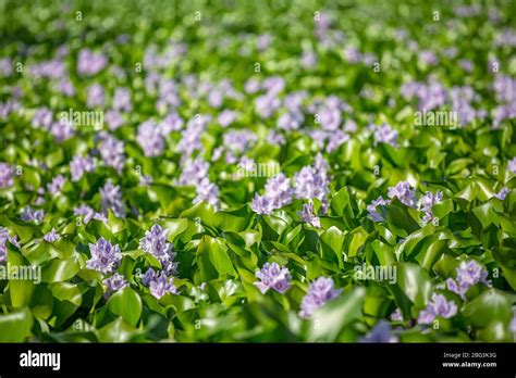 Detailed View Of Lake With Common Water Hyacinths Aquatic Plants On