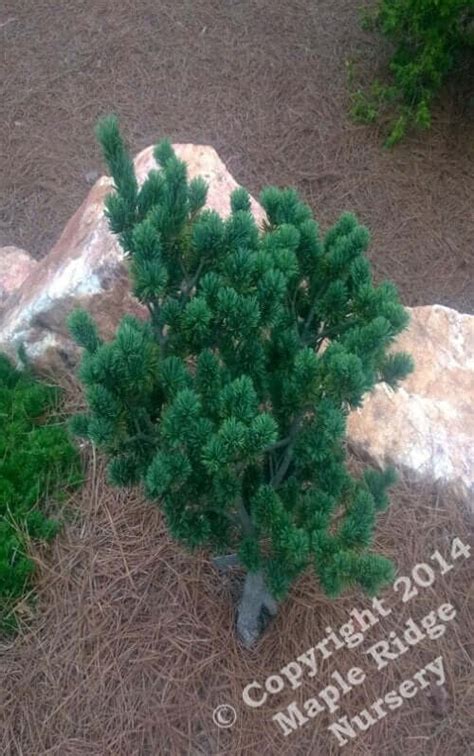 Pinus Parviflora Adcock S Dwarf Dwarf Japanese White Pine Maple Ridge Nursery