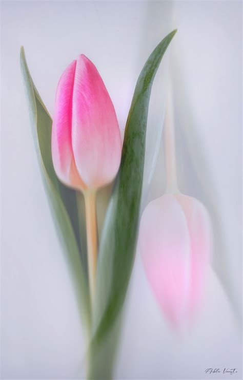 Close Up Of Pink Tulip Plant Nature Photos Aub Lia S Flower Power