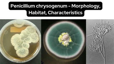 Penicillium Chrysogenum Morphology Habitat Characteristics