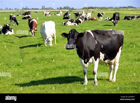 Holstein Friesian Cattle Cows Hi Res Stock Photography And Images Alamy