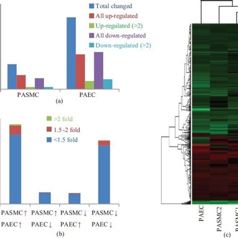 Mitochondrial Morphological Changes In Human PASMC Treated With