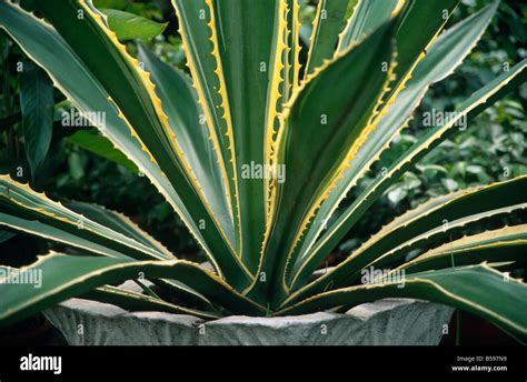 Flowering Aloe Cactus Succulent Plant In Nigeria Africa Stock Photo Alamy