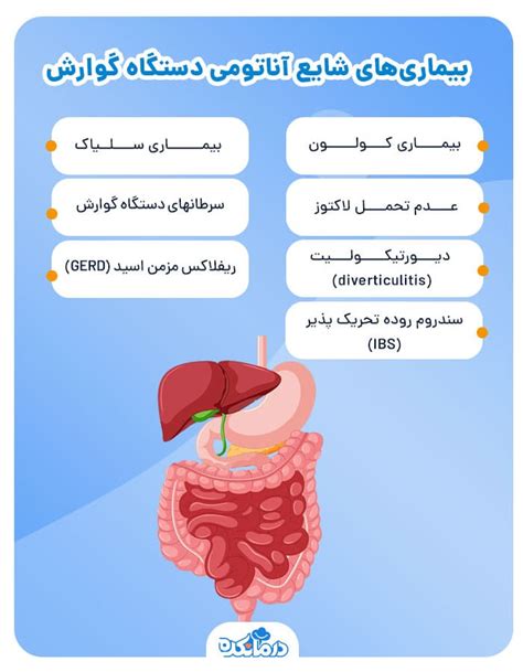 آناتومی دستگاه گوارش؛ آشنایی با اجزا و نحوه عملکرد آن‌ها