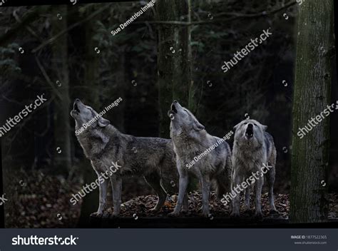 Howling Wolf Pack Among Trees Stock Photo 1877522365 | Shutterstock