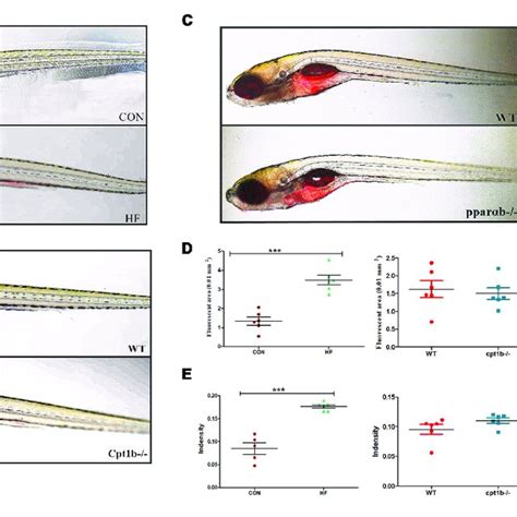 Nile Red Staining Visualizes Deep Tissue Fat Deposition In Zebrafish