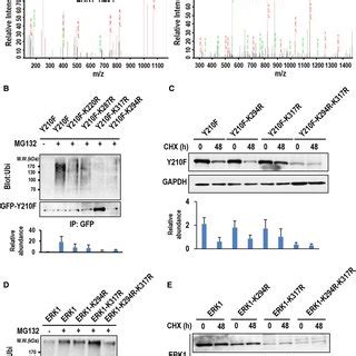 Chip Is The Major E Ubiquitin Ligase Mediating Y F Ubiquitination