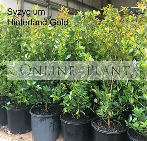 Syzygium Hinterland Gold Lilly Pilly Online Plants