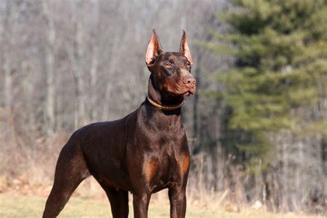 European Champion Bloodlines Doberman Puppies For Sale