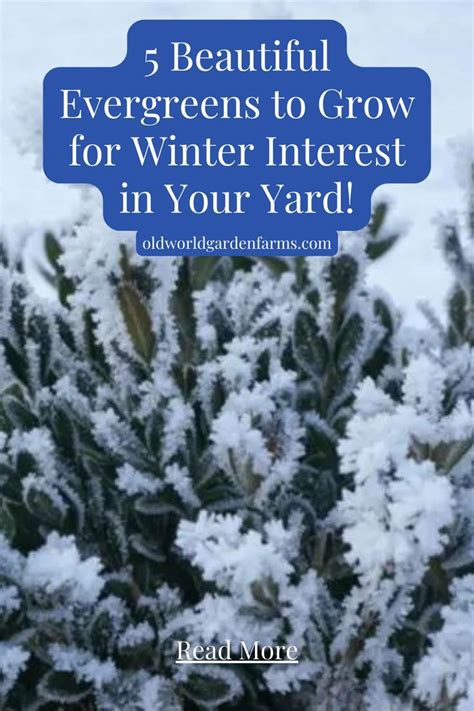 5 Beautiful Evergreens To Grow For Winter Interest In Your Yard Fall