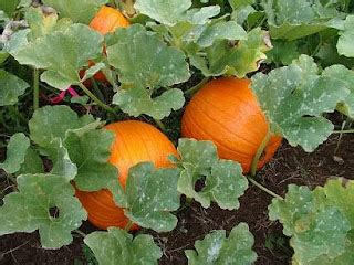 Jardineria C Mo Cultivar Calabazas En Una Maceta