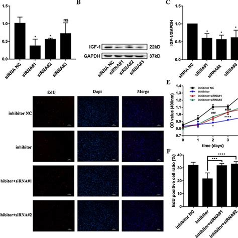 Targeting Of Igf1 Mrna By Mir 483 3p In Apoptosis And Cell Cycle Of Download Scientific Diagram