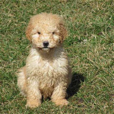 Лабрадудл, или лабропудель (Labradoodle) собака. ФОТО, ЦЕНА ...