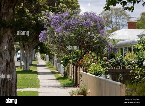 Jacaranda Tree In Full Bloom In A Tree Lined Street In Paynesville