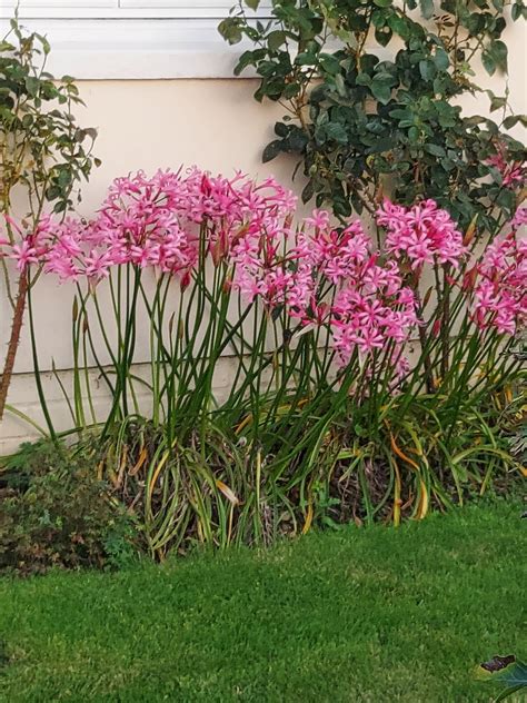 Nerine Flower