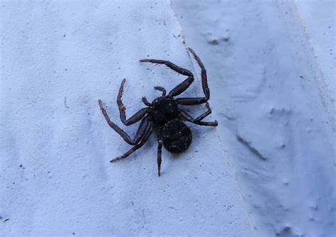 Crab Spider | Project Noah