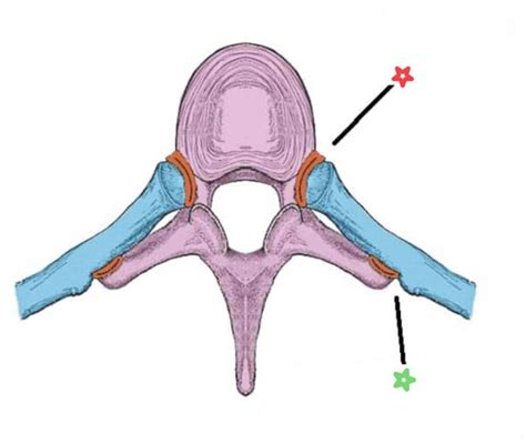 Pulmonology Anatomy Flashcards Quizlet