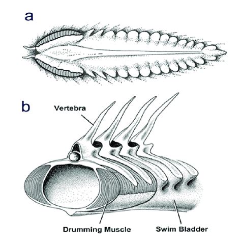 Fish Sounds Are Produced by Muscles. The muscles are often attached to ...