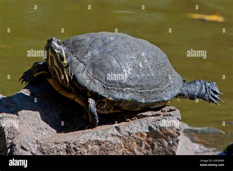 Tortuga pintada chrysemys picta fotografías e imágenes de alta