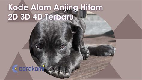 Kode Alam Anjing Hitam 2d 3d 4d Terbaru