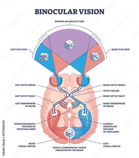 Binocular Vision Type With Anatomical Visual Cortex Pathway Outline