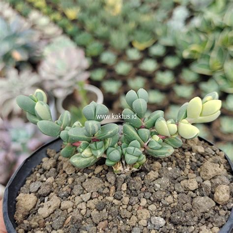 Corpuscularia Plants For Sale From Kaktus Id Source Quality Cactus