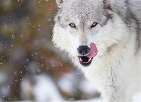 How to survive a wolf encounter