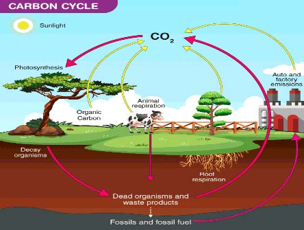 Everything About The Carbon Cycle