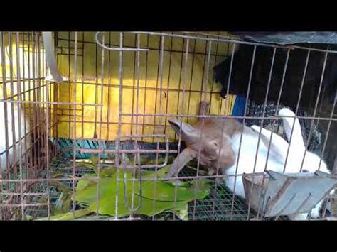 Male Rabbit Grunt And Faint After Mating Successful Mating YouTube