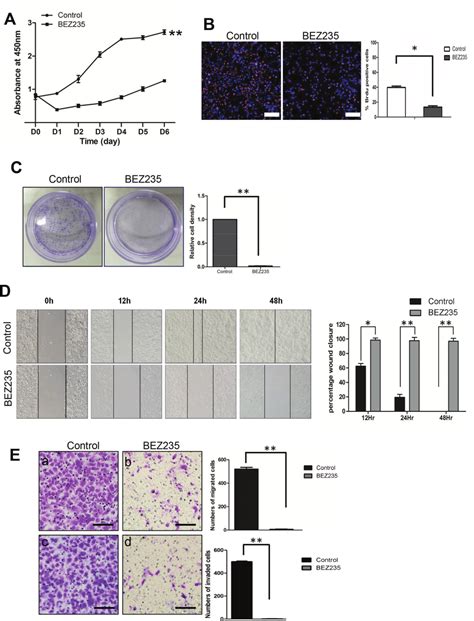 Treatment With A Dual Pi K And Mtor Inhibitor Nvp Bez Decreased