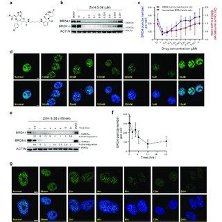 Using Zxh To Explore Whether Brd Is A Key Driver In Condensates