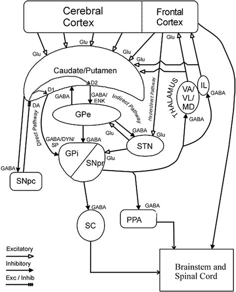 Basal Ganglia Anatomy Biochemistry And Physiology Clinical Tree