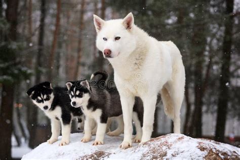 Perro Husky Siberiano Tendido En Un Fondo Blanco Imagen De Archivo