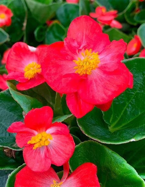 Begonias Tlc Garden Centers