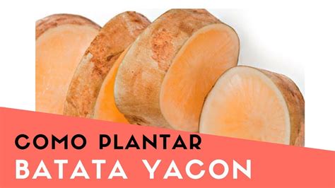 Batata Yacon Como Preparar