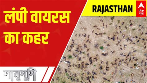 Lumpy Skin Disease In Rajasthan Latest News Photos And Videos On