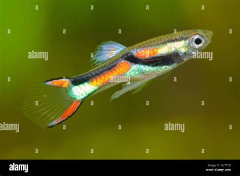 Endlers Guppy Hi Res Stock Photography And Images Alamy