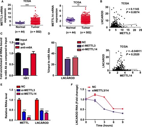 M A Modification Catalyzed By Mettl And Mettl Increases Lncarod