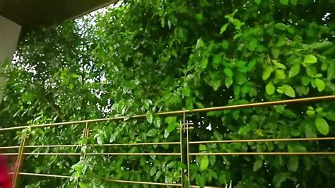 Doble Penetracion Con Dildo A Hermosa Latina Rubia Ggmansion Xhamster