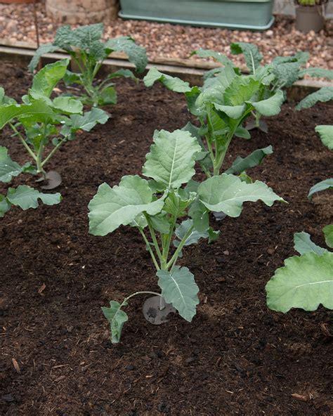 How To Grow Sprouting Broccoli My Step By Step Guide Patient Gardener