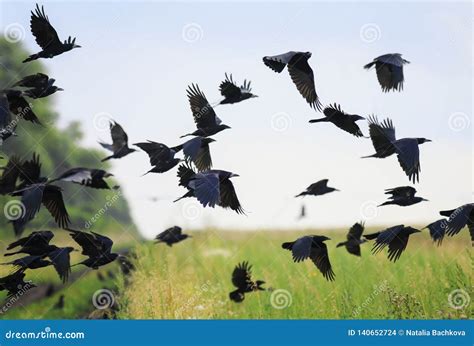 Flock Of Black Birds Crows And Rooks Fly Flock Over Plem In Autumn