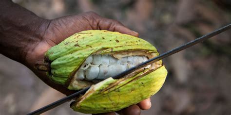 Cocoa From Ghana Ghanaian Chocolates Dwell