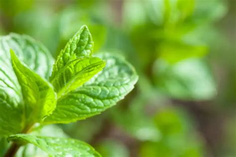 Is Sweet Mint The Same As Spearmint Key Differences Explained