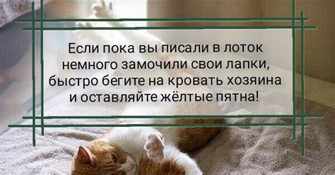 Правила кошачьего этикета | Пикабу