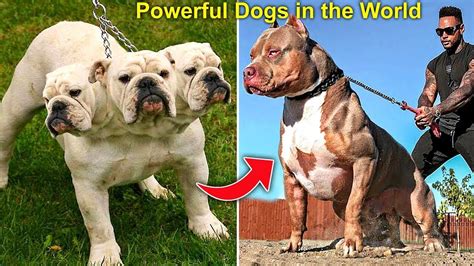 Top 5 Most Powerful Dog Breeds In The World A Comprehensive Guide